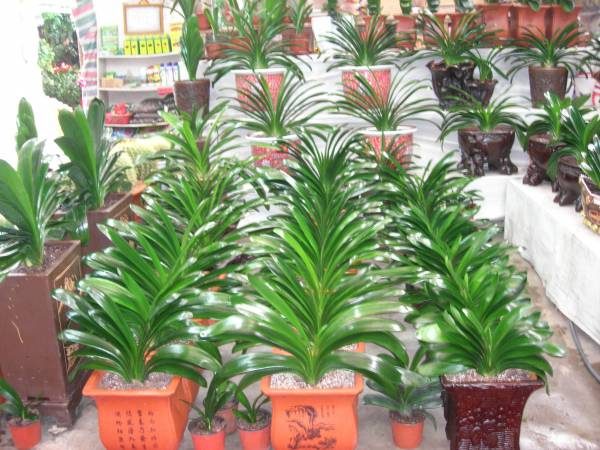 Plants in the market