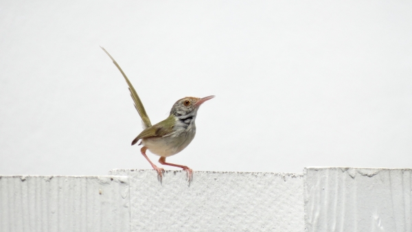 Tailorbird?