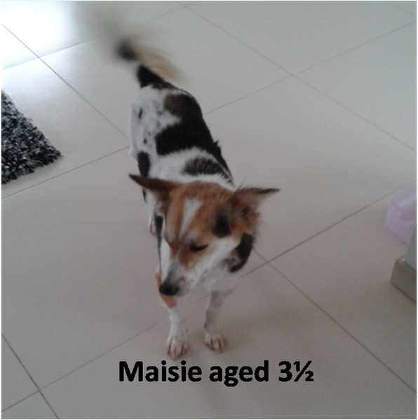 Maisie02.jpg