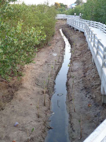 Channels have been dug to direct the water flow