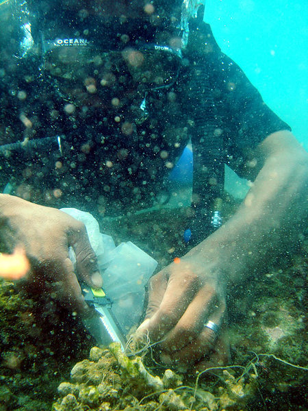 Nylon fishing line being cut off the reef