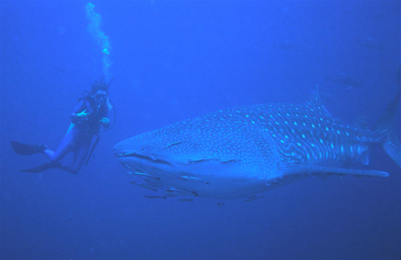 Whale Shark off Richelieu Rock, Andaman Islands.jpg