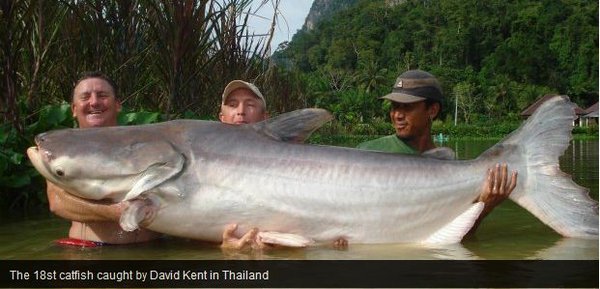 Catfish.JPG