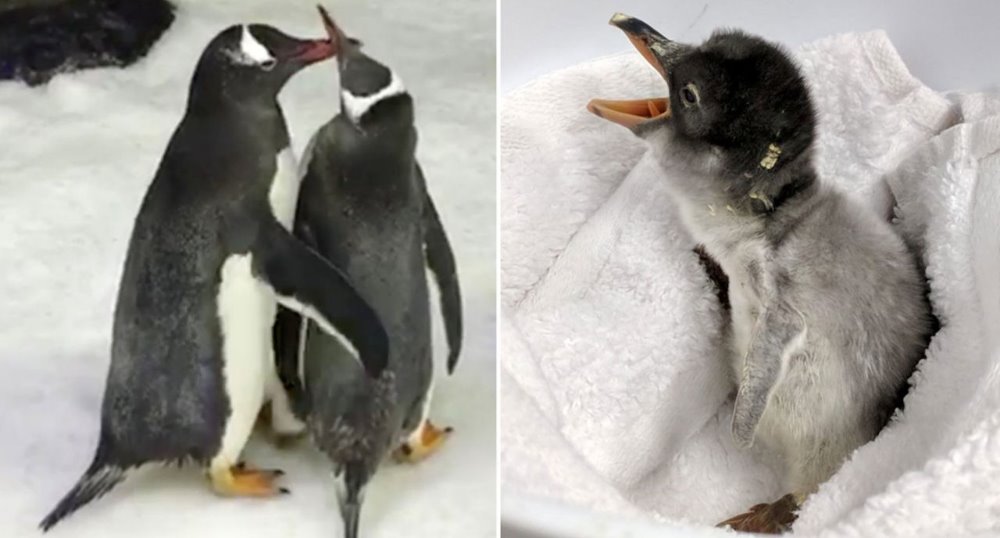 penguins.jpg