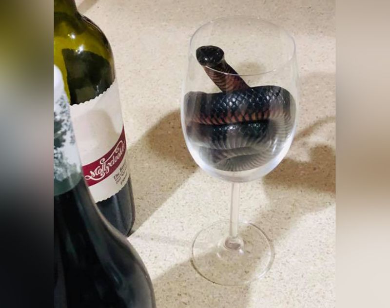 snake.jpg