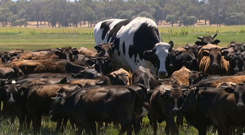 giant steer.jpg