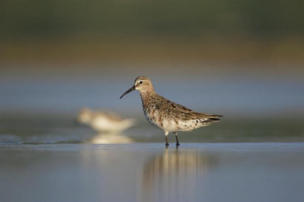 A curlew sandpiper lands near the coast to look for food.