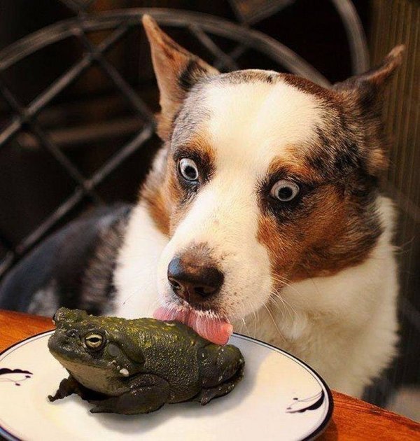 dog.jpg