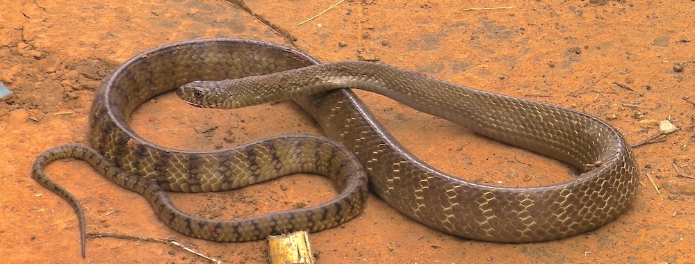 Pytas-mucosus-Bob-Burgess-permissioned.jpg