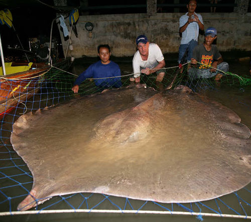 Chaophraya Stingray.jpg