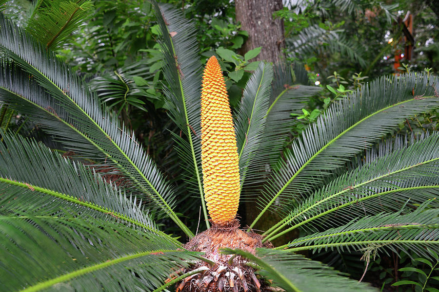 sago-palm-with-flower-head-david-lee-thompson.jpg