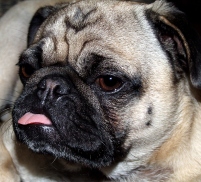 pug-portrait.jpg