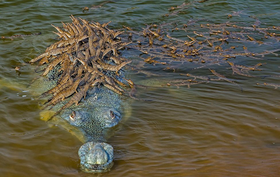 Croc1.jpg