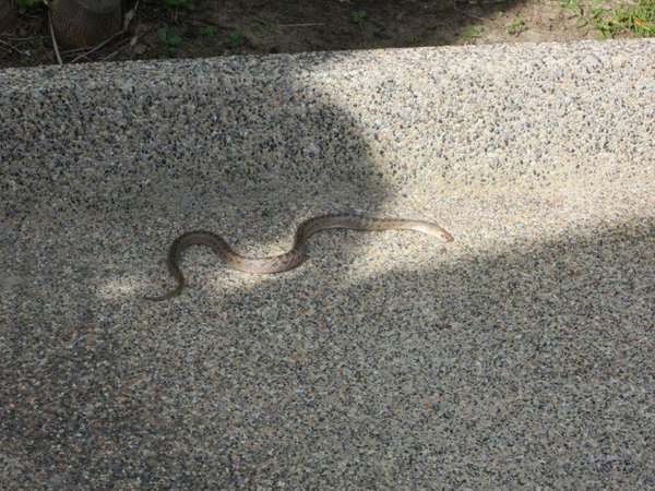 snake 8 11 11.jpg