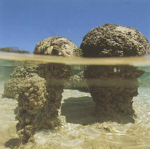 stromatolites_lge.jpg
