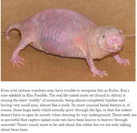 Naked-mole-rat.JPG