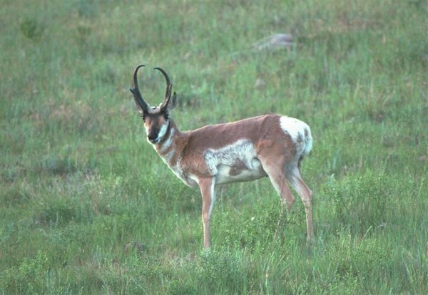 American Antelope (Medium).jpg