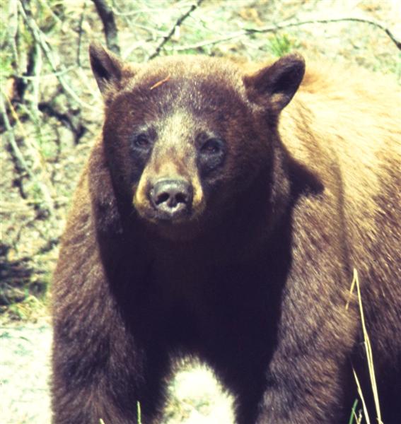American Brown Bear (Medium).jpg