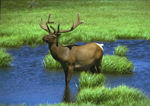 American Elk water (Medium).jpg