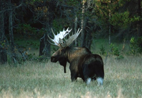 Bull Moose Fall (Medium).jpg