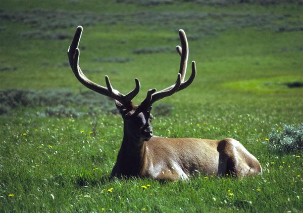 Elk Sitting (Medium).jpg