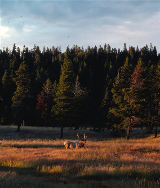 Elk Sunset (Medium).jpg