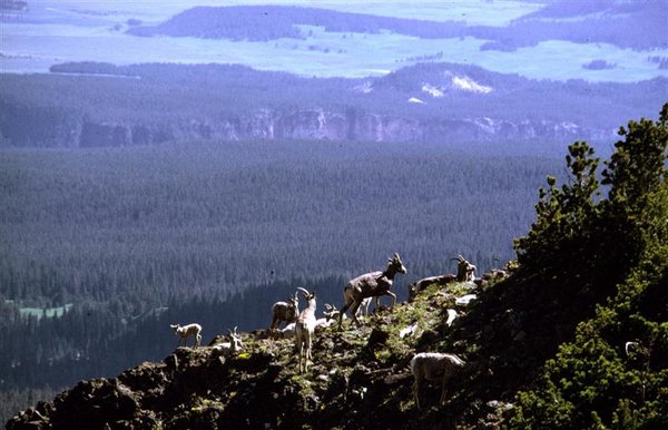 Mountain Goats (Medium).jpg