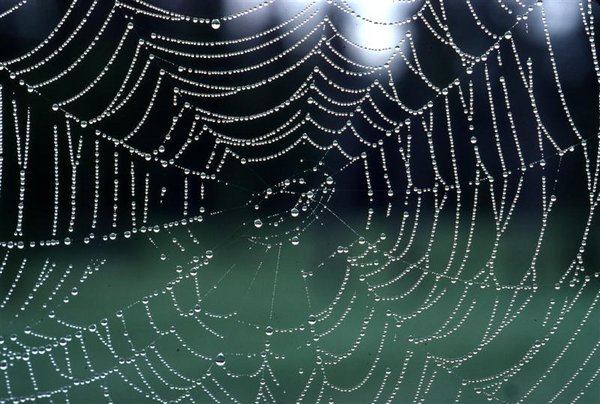 Spider Web (Medium).jpg