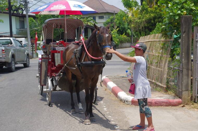 lampang horse 1.jpg