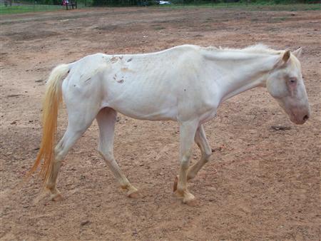 2011-12-03T183348Z_1_BTRE7B21FKG00_RTROPTP_2_USREPORT-US-HORSES-ABANDONED.JPG