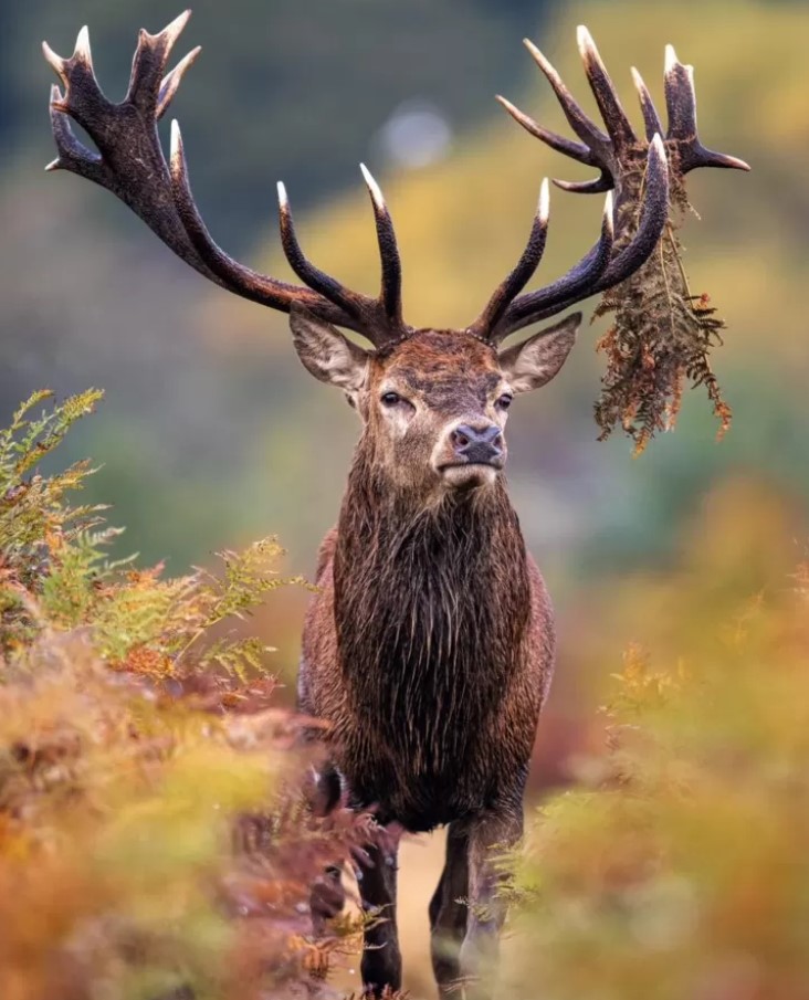 Majestic.jpg