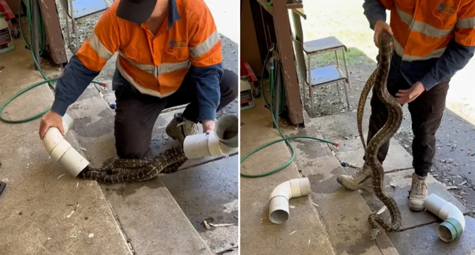 The Coastal Carpet Python has since been safely relocated to nearby bushland. Source: TikTok/@BryceGrylls