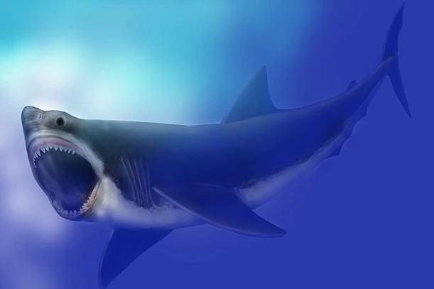 Megalodon lived up to 23 million years ago and had no peer when it came to ocean predators. (Supplied: CSIRO)