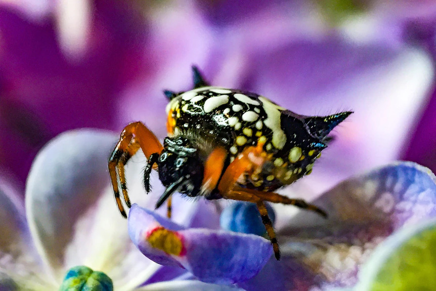 The spiders are found in large numbers during warmer months in southern WA.(Supplied: Lee Murphy)