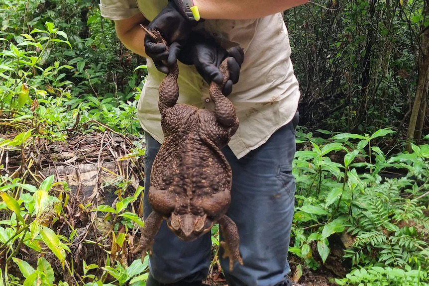big toad.jpg