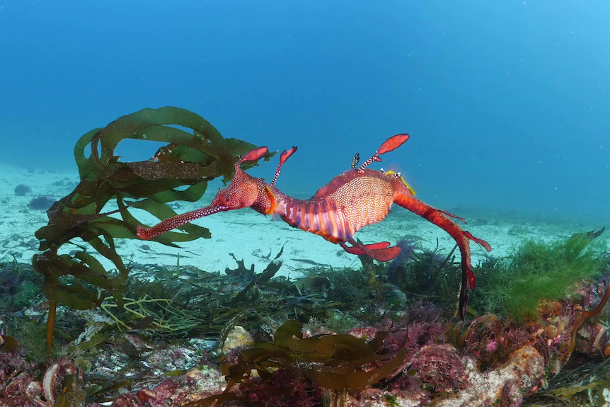 Speedy the sea dragon is at least 16 years old and resides at Bicheno on Tasmania's east coast.(Supplied: John Smith)