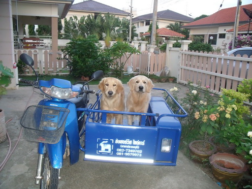 Dogs in sidecar (small).jpg