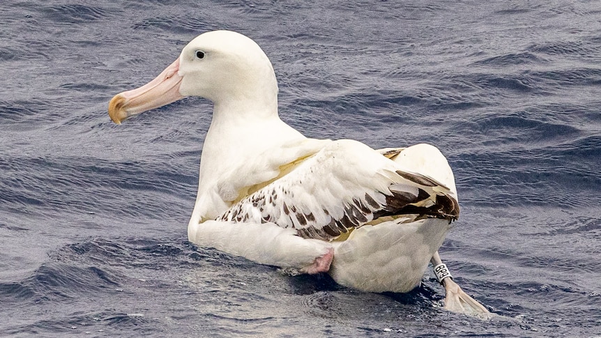 This wandering albatross was recently spotted off WA's south coast with a tag visible on its leg.(Supplied: Nic Duncan/Naturaliste Charters)