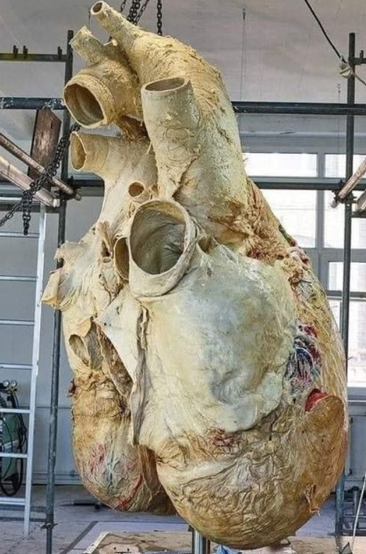 Whale-Heart.jpg
