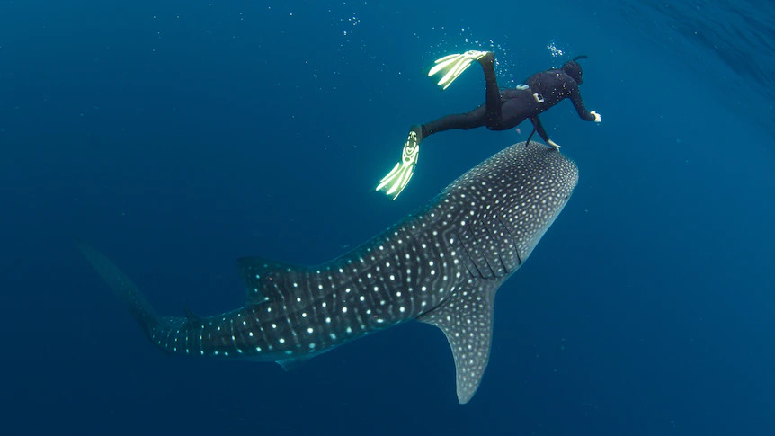 Mark Meekan scratches a whale shark's mouth to take parasites for sampling.(Supplied: Violeta J Brosig, Blue Media Exmouth)