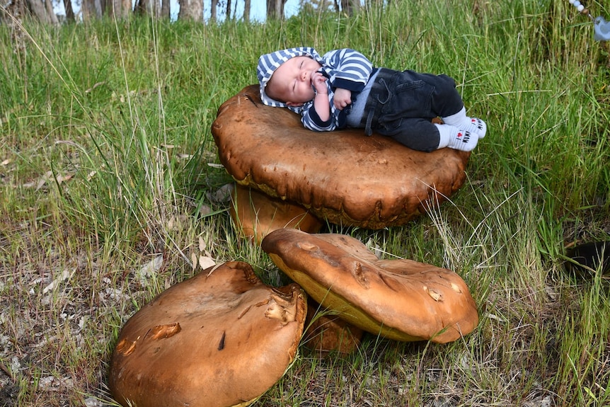 A baby has a little nap on a giant mushroom in a paddock on the Limestone Coast. (Supplied: Alan Smith)