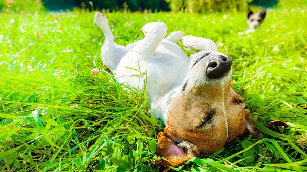 In temperate climes, the summer season brings warm weather and long days.<br /><br />©iStockphoto.com/damedeeso