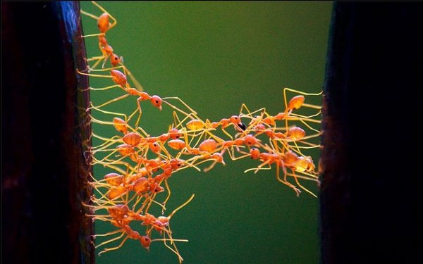 Ant_Bridge.JPG