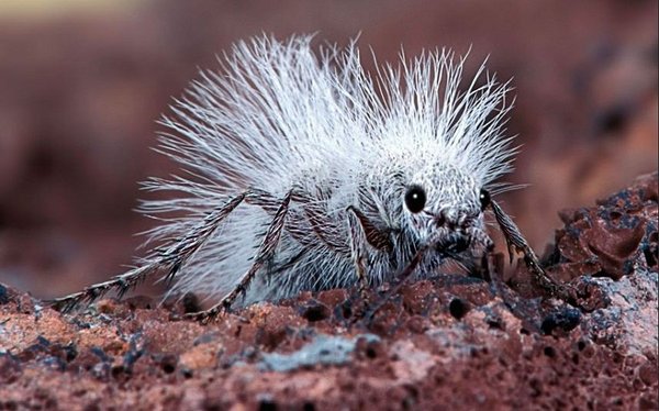 Thistledown.JPG