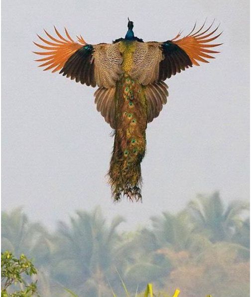 Peacock1.JPG