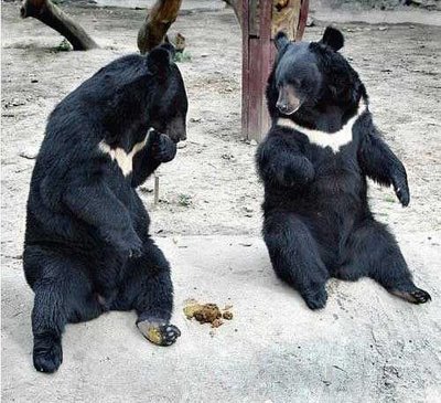 bear.jpg