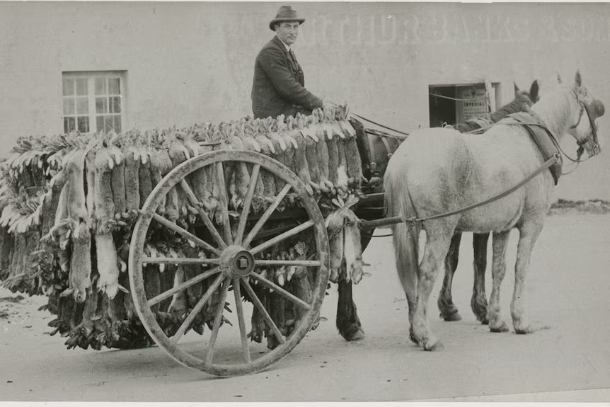 Rabbit trapper Alf Ling delivers rabbits to Kingston's rabbit cannery circa 1900.(Supplied: Kingston National Trust)
