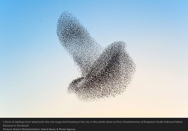 Starlings.JPG