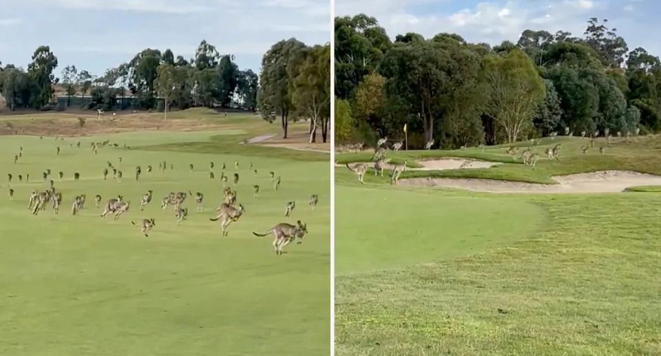 Hundreds of kangaroos hopped across Heritage Golf and Country Club in Victoria. Source: Stephen Roche