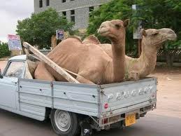 camels.jpg